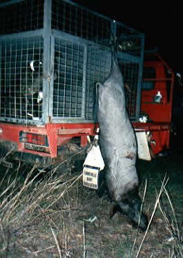 pig hunting, hog hunting, bay dog, baying dog, lockhart river, national parks, cape york, pig dog, hunting, dog, pig, hog, queensland, lockhartlockhart river,pig hunting,dog,baying dog,bay dog,national parks,fishing,pig,hunting,hog hunting,hog,aboriginal,cape york,queensland,australia,grunter,feral,wild,sport,shooting,shooter,lockhart river,pig hunting,dog,baying dog,bay dog,national parks,fishing,pig,hunting,hog hunting,hog,aboriginal,cape york,queensland,australia,grunter,feral,wild,sport,shooting,shooter