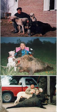 lockhart river,pig hunting,dog,baying dog,bay dog,national parks,fishing,pig,hunting,hog hunting,hog,aboriginal,cape york,queensland,australia,grunter,feral,wild,sport,shooting,shooter,lockhart river,pig hunting,dog,baying dog,bay dog,national parks,fishing,pig,hunting,hog hunting,hog,aboriginal,cape york,queensland,australia,grunter,feral,wild,sport,shooting,shooter
