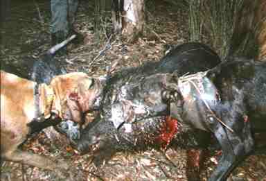 lockhart river,pig hunting,dog,baying dog,bay dog,national parks,fishing,pig,hunting,hog hunting,hog,aboriginal,cape york,queensland,australia,grunter,feral,wild,sport,shooting,shooter,lockhart river,pig hunting,dog,baying dog,bay dog,national parks,fishing,pig,hunting,hog hunting,hog,aboriginal,cape york,queensland,australia,grunter,feral,wild,sport,shooting,shooter