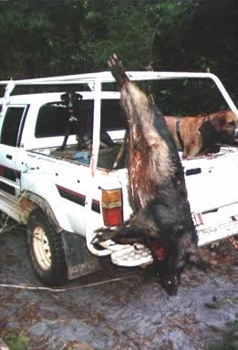 lockhart river,pig hunting,dog,baying dog,bay dog,national parks,fishing,pig,hunting,hog hunting,hog,aboriginal,cape york,queensland,australia,grunter,feral,wild,sport,shooting,shooter,lockhart river,pig hunting,dog,baying dog,bay dog,national parks,fishing,pig,hunting,hog hunting,hog,aboriginal,cape york,queensland,australia,grunter,feral,wild,sport,shooting,shooter
