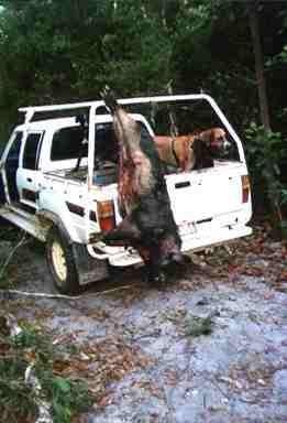 lockhart river,pig hunting,dog,baying dog,bay dog,national parks,fishing,pig,hunting,hog hunting,hog,aboriginal,cape york,queensland,australia,grunter,feral,wild,sport,shooting,shooter,lockhart river,pig hunting,dog,baying dog,bay dog,national parks,fishing,pig,hunting,hog hunting,hog,aboriginal,cape york,queensland,australia,grunter,feral,wild,sport,shooting,shooter