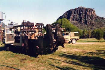 vpig hunting, hog hunting, baying dog, bay dog, pig dog, lockhart river, national parks, cape york, hunting, dog, pig, hog, sport, lockhart