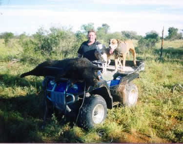 pig hunting, hog hunting, baying dog, bay dog, national parks, cape york, lockhart river, pig dog, hunting, dog, pig, hog, river, baying
