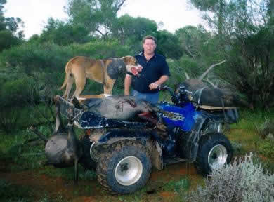 pig hunting, hog hunting, baying dog, bay dog, national parks, cape york, lockhart river, pig dog, hunting, dog, pig, hog, river, baying