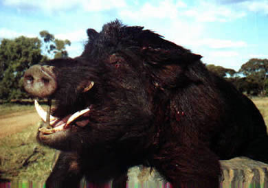 pig hunting, pig dog, hog hunting, baying dog, bay dog, lockhart river, national parks, cape york, dog, pig, hunting, hog, lockhart, bayingpig hunting, hog hunting, baying dog, bay dog, pig dog, lockhart river, national parks, cape york, hunting, dog, pig, hog, sport, lockhart