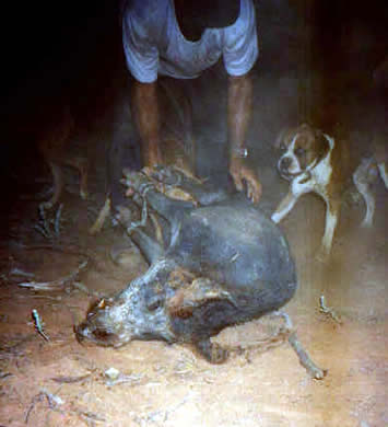 pig hunting, pig dog, hog hunting, baying dog, bay dog, lockhart river, national parks, cape york, dog, pig, hunting, hog, lockhart, baying