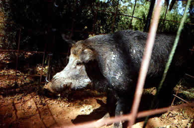pig hunting, pig dog, hog hunting, baying dog, bay dog, lockhart river, national parks, cape york, dog, pig, hunting, hog, lockhart, bayingpig hunting, hog hunting, baying dog, bay dog, pig dog, lockhart river, national parks, cape york, hunting, dog, pig, hog, sport, lockhart