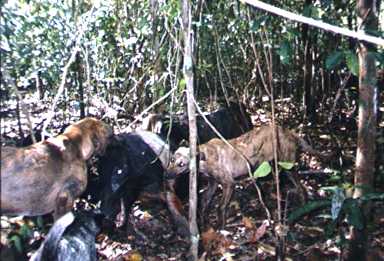 lockhart river,pig hunting,dog,baying dog,bay dog,national parks,fishing,pig,hunting,hog hunting,hog,aboriginal,cape york,queensland,australia,grunter,feral,wild,sport,shooting,shooter,lockhart river,pig hunting,dog,baying dog,bay dog,national parks,fishing,pig,hunting,hog hunting,hog,aboriginal,cape york,queensland,australia,grunter,feral,wild,sport,shooting,shooter