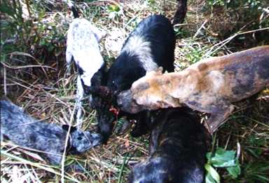 lockhart river,pig hunting,dog,baying dog,bay dog,national parks,fishing,pig,hunting,hog hunting,hog,aboriginal,cape york,queensland,australia,grunter,feral,wild,sport,shooting,shooter,lockhart river,pig hunting,dog,baying dog,bay dog,national parks,fishing,pig,hunting,hog hunting,hog,aboriginal,cape york,queensland,australia,grunter,feral,wild,sport,shooting,shooter
