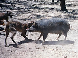 pig hunting, hog hunting, baying dog, bay dog, pig dog, lockhart river, national parks, cape york, dog, hunting, pig, hog, sport, lockhart