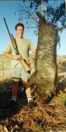 pig hunting, hog hunting, baying dog, bay dog, lockhart river, national parks, cape york, pig dog, dog, hunting, pig, hog, baying, river