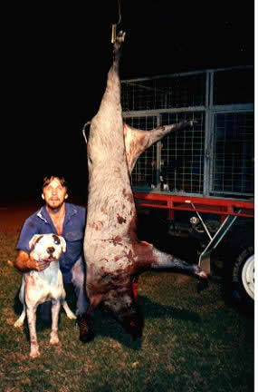pig hunting, hog hunting, bay dog, baying dog, lockhart river, national parks, cape york, pig dog, hunting, dog, pig, hog, queensland, lockhartlockhart river,pig hunting,dog,baying dog,bay dog,national parks,fishing,pig,hunting,hog hunting,hog,aboriginal,cape york,queensland,australia,grunter,feral,wild,sport,shooting,shooter,lockhart river,pig hunting,dog,baying dog,bay dog,national parks,fishing,pig,hunting,hog hunting,hog,aboriginal,cape york,queensland,australia,grunter,feral,wild,sport,shooting,shooter