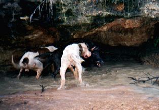 pig hunting, hog hunting, bay dog, baying dog, lockhart river, national parks, cape york, pig dog, hunting, dog, pig, hog, queensland, lockhartlockhart river,pig hunting,dog,baying dog,bay dog,national parks,fishing,pig,hunting,hog hunting,hog,aboriginal,cape york,queensland,australia,grunter,feral,wild,sport,shooting,shooter,lockhart river,pig hunting,dog,baying dog,bay dog,national parks,fishing,pig,hunting,hog hunting,hog,aboriginal,cape york,queensland,australia,grunter,feral,wild,sport,shooting,shooter