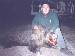 pig hunting, andy trabucco, australian pig, enclosed photo, pig, photo, enclosed photos taken, siobhán kavanagh, enclosed photos, photos taken, siobhán, photos, hunting