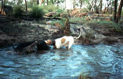 pig hunting, hog hunting, baying dog, bay dog, lockhart river, national parks, cape york, pig dog, hunting, dog, pig, hog, queensland, australia