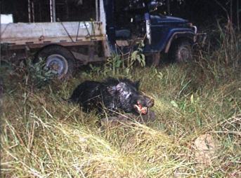 pig hunting, hog hunting, baying dog, bay dog, pig dog, lockhart river, national parks, cape york, hunting, dog, pig, hog, sport, lockhartlockhart river,pig hunting,dog,baying dog,bay dog,national parks,fishing,pig,hunting,hog hunting,hog,aboriginal,cape york,queensland,australia,grunter,feral,wild,sport,shooting,shooter,lockhart river,pig hunting,dog,baying dog,bay dog,national parks,fishing,pig,hunting,hog hunting,hog,aboriginal,cape york,queensland,australia,grunter,feral,wild,sport,shooting,shooter