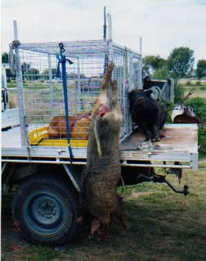 pig hunting, hog hunting, baying dog, bay dog, pig dog, lockhart river, national parks, cape york, hunting, dog, pig, hog, sport, lockhart