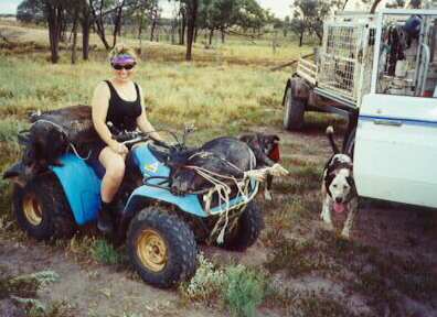 pig hunting, hog hunting, bay dog, baying dog, lockhart river, national parks, cape york, pig dog, hunting, dog, pig, hog, queensland, lockhartlockhart river,pig hunting,dog,baying dog,bay dog,national parks,fishing,pig,hunting,hog hunting,hog,aboriginal,cape york,queensland,australia,grunter,feral,wild,sport,shooting,shooter,lockhart river,pig hunting,dog,baying dog,bay dog,national parks,fishing,pig,hunting,hog hunting,hog,aboriginal,cape york,queensland,australia,grunter,feral,wild,sport,shooting,shooter