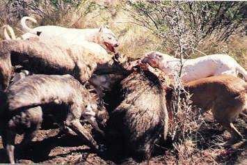 pig hunting, andy trabucco, australian pig, enclosed photo, pig, photo, enclosed photos taken, siobhán kavanagh, enclosed photos, photos taken, siobhán, photos, hunting