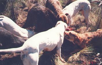 pig hunting, photo taken, andy trabucco, photo, australian pig, pig, north queensland, andy, trabucco, dogs, hunting, taken, mareeba