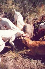 pig hunting, photo taken, andy trabucco, photo, australian pig, pig, north queensland, andy, trabucco, dogs, hunting, taken, mareeba