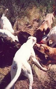 pig hunting, photo taken, andy trabucco, photo, australian pig, pig, north queensland, andy, trabucco, dogs, hunting, taken, mareeba