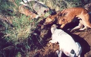 pig hunting, photo taken, andy trabucco, photo, australian pig, pig, north queensland, andy, trabucco, dogs, hunting, taken, mareeba