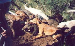pig hunting, photo taken, andy trabucco, photo, australian pig, pig, north queensland, andy, trabucco, dogs, hunting, taken, mareeba