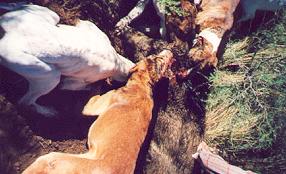 pig hunting, photo taken, andy trabucco, photo, australian pig, pig, north queensland, andy, trabucco, dogs, hunting, taken, mareeba