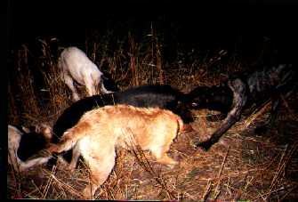 pig hunting, hog hunting, baying dog, bay dog, pig dog, lockhart river, national parks, cape york, hunting, dog, pig, hog, sport, lockhartlockhart river,pig hunting,dog,baying dog,bay dog,national parks,fishing,pig,hunting,hog hunting,hog,aboriginal,cape york,queensland,australia,grunter,feral,wild,sport,shooting,shooter,lockhart river,pig hunting,dog,baying dog,bay dog,national parks,fishing,pig,hunting,hog hunting,hog,aboriginal,cape york,queensland,australia,grunter,feral,wild,sport,shooting,shooter