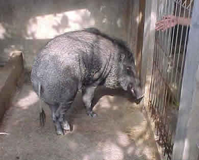 pig hunting, hog hunting, baying dog, bay dog, pig dog, lockhart river, national parks, cape york, hunting, dog, pig, hog, sport, lockhart