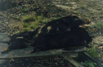 pig hunting, hog hunting, baying dog, bay dog, national parks, cape york, lockhart river, pig dog, hunting, dog, pig, hog, river, baying