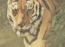 Dominguez TIGER.jpg (61015 bytes)