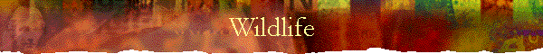 Wildlife