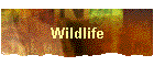 Wildlife