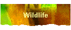 Wildlife