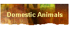 Domestic Animals