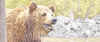 brownbear.JPG (70101 bytes)