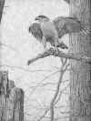 goshawk.JPG (83237 bytes)