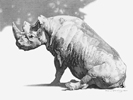 Dominguez RHINO.jpg (27023 bytes)