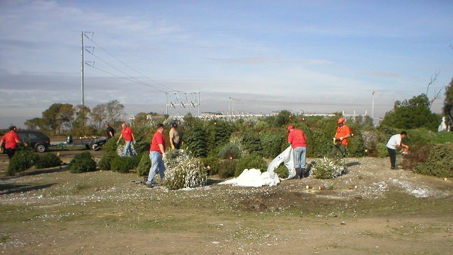 Pack 603 Annual Tree Pick-up