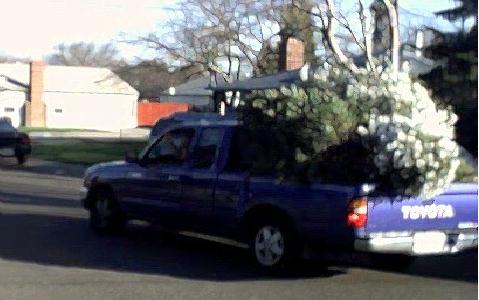 Pack 603 Annual Tree Pick-up