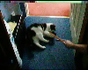 Miaow at play .wmv