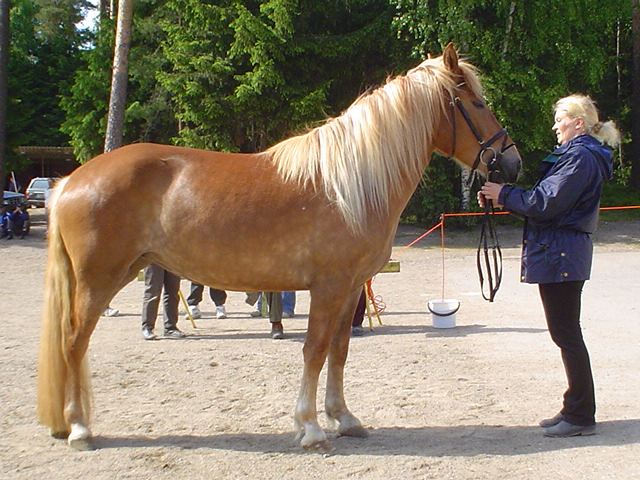  Rommeli