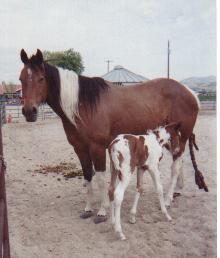 Jeweled Bee and Cowboy