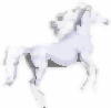 white horse galloping free