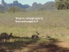 Campin' Roos