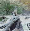 More Meerkat