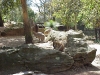Kangaroo pen