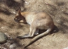 Not road kill